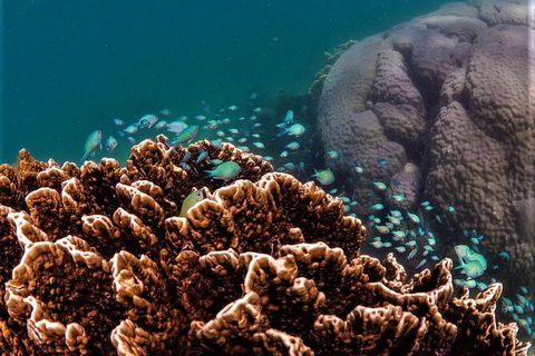 Ningaloo Reef Or Muiron Islands Snorkeling And Wildlife Adventure - Accommodation Gladstone 8