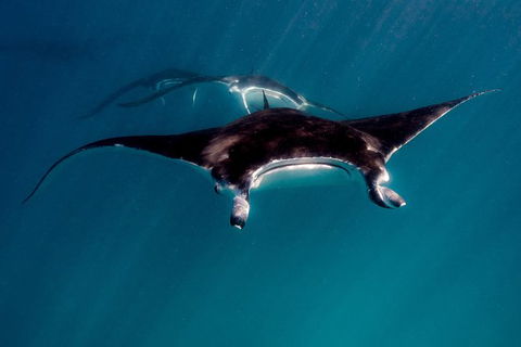 Ningaloo Reef Or Muiron Islands Snorkeling And Wildlife Adventure - Accommodation Gladstone 3