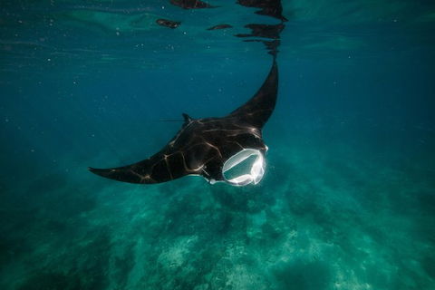 Ningaloo Reef Or Muiron Islands Snorkeling And Wildlife Adventure - Accommodation Gladstone 2