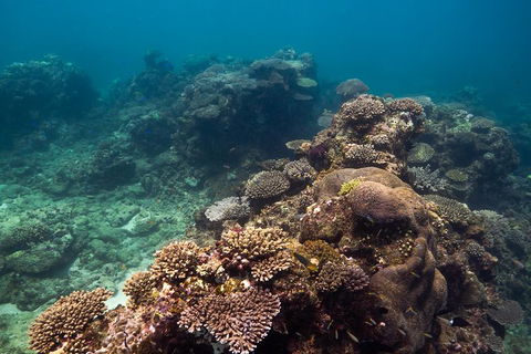 Ningaloo Reef Or Muiron Islands Snorkeling And Wildlife Adventure - Accommodation Gladstone 4
