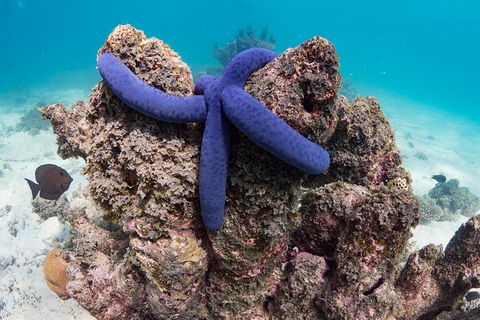 Ningaloo Reef Or Muiron Islands Snorkeling And Wildlife Adventure - Accommodation Gladstone 12