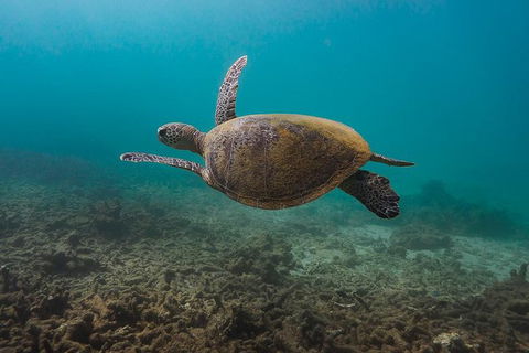 Ningaloo Reef Or Muiron Islands Snorkeling And Wildlife Adventure - Accommodation Gladstone 5