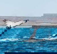 Ningaloo Reef Eco Tours - Accommodation Gladstone