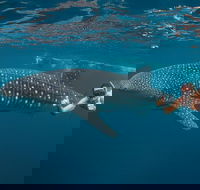Ningaloo Reef Whale Shark Snorkeling Adventure Apr-July - Accommodation Gladstone