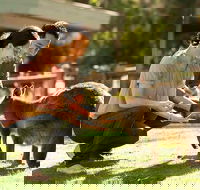 Very Best of Perth Tour - Wildlife Park  City Highlights Tour - Accommodation Gladstone