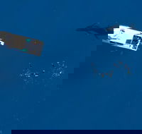Humpback Whale Swim Ningaloo Reef - Accommodation Gladstone