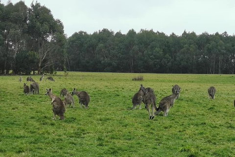 Private Tour: Great Ocean Road From Melbourne - Accommodation Gladstone 18