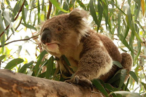 Private Tour: Great Ocean Road From Melbourne - Accommodation Gladstone 15