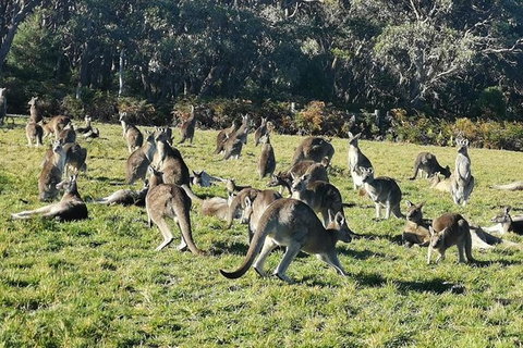 Private Tour: Great Ocean Road From Melbourne - Accommodation Gladstone 20