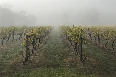 2-Day Yarra Valley Wine Tour With Luxury Vineyard Resort Stay - Accommodation Gladstone 11