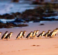 Phillip Island Penguin Parade Entry and Express Shuttle from Melbourne - Accommodation Gladstone