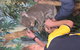 Phillip Island Tour From Melbourne - thumb 11