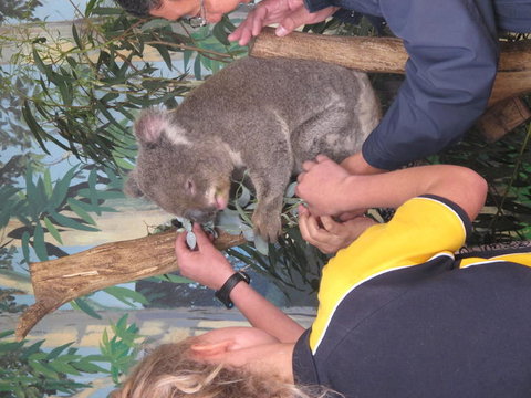 Phillip Island Tour From Melbourne - Accommodation Gladstone 11