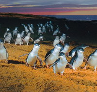 Phillip Island Tour from Melbourne - Accommodation Gladstone