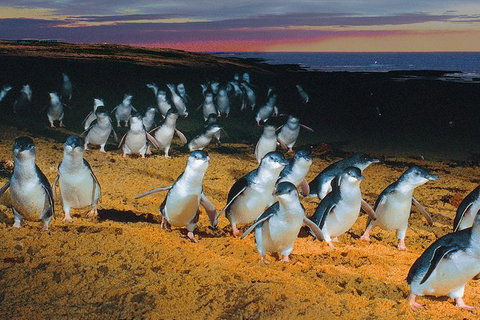 Phillip Island Tour From Melbourne - Accommodation Gladstone 0