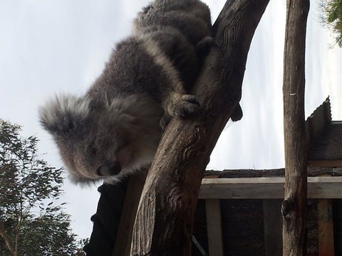 Phillip Island Tour From Melbourne - Accommodation Gladstone 23