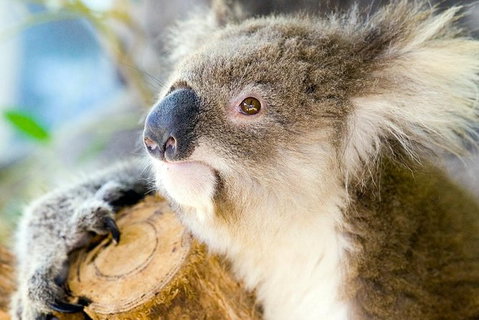 Phillip Island Tour From Melbourne - Accommodation Gladstone 1