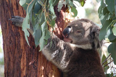 Phillip Island Tour From Melbourne - Accommodation Gladstone 3