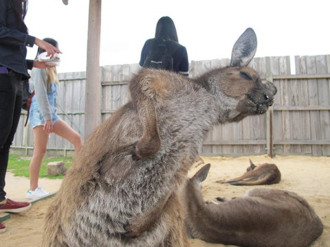 Phillip Island Tour From Melbourne - Accommodation Gladstone 10