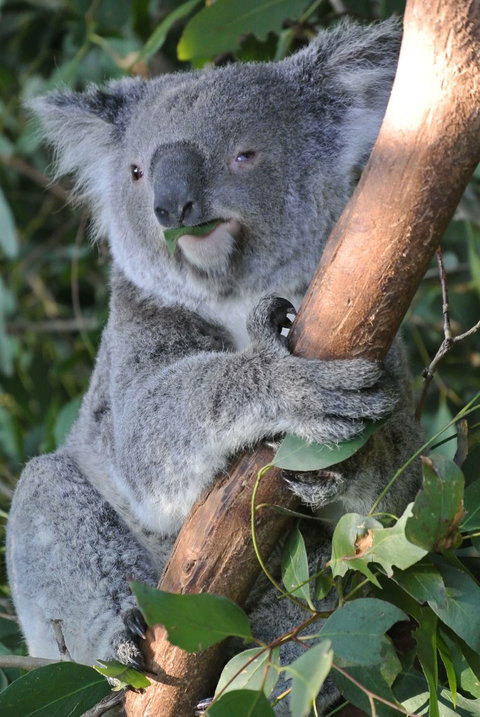 Phillip Island Tour From Melbourne - Accommodation Gladstone 2