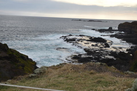 Phillip Island Tour From Melbourne - Accommodation Gladstone 5