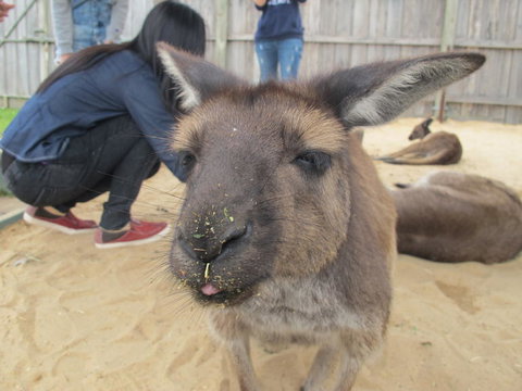Phillip Island Tour From Melbourne - Accommodation Gladstone 12