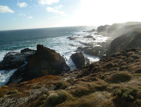Phillip Island Penguin Parade Evening Tour - Accommodation Gladstone 2