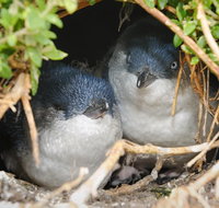 Phillip Island Penguin Parade Evening Tour - Accommodation Gladstone