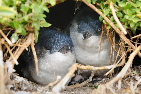 Phillip Island Penguin Parade Evening Tour - Accommodation Gladstone 0