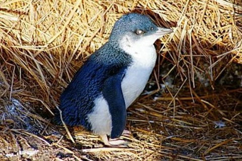 Phillip Island Penguin Parade Evening Tour - Accommodation Gladstone 1