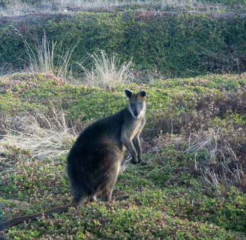 Phillip Island Penguin Parade Evening Tour - Accommodation Gladstone 3