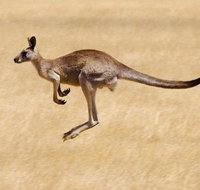 Koalas and Kangaroo in the Wild Tour from Melbourne - Accommodation Gladstone