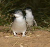 Express Expedition to Phillip Island Penguin Wildlife Encounter Evening Tour - Accommodation Gladstone