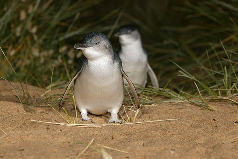 Express Expedition To Phillip Island Penguin Wildlife Encounter Evening Tour - Accommodation Gladstone 0
