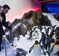 Penguin Passport at SEA LIFE Melbourne Aquarium - Accommodation Gladstone
