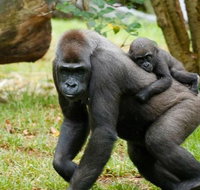 Melbourne Zoo General Entry Ticket - Accommodation Gladstone