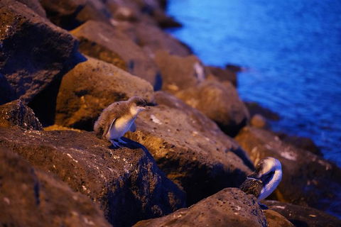 Nightlife In Melbourne: St Kilda - Accommodation Gladstone 3