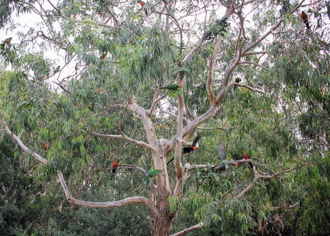Full-Day Great Ocean Road And 12 Apostles Sunset Tour From Melbourne - Accommodation Gladstone 19
