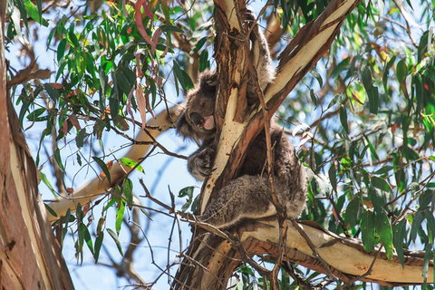 Full-Day Great Ocean Road And 12 Apostles Sunset Tour From Melbourne - Accommodation Gladstone 31