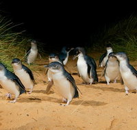 Phillip Island Penguin Parade Express Tour from Melbourne - Accommodation Gladstone