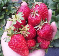 Mornington Peninsula including Strawberry Farm Day Tour from Melbourne - Accommodation Gladstone