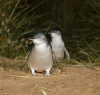 Full-Day Penguin Parade and Melbourne City Tour From Melbourne - Accommodation Gladstone