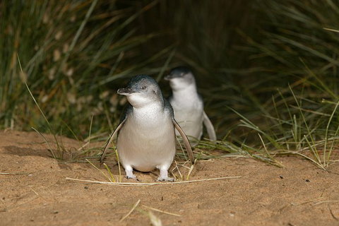 Full-Day Penguin Parade And Melbourne City Tour From Melbourne - Accommodation Gladstone 0