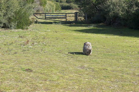 Wilsons Promontory Walking And Sightseeing Tour From Phillip Island - Accommodation Gladstone 9