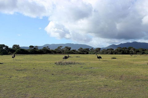 Wilsons Promontory Walking And Sightseeing Tour From Phillip Island - Accommodation Gladstone 8