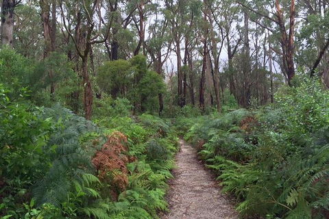 Wilsons Promontory Walking And Sightseeing Tour From Phillip Island - Accommodation Gladstone 6