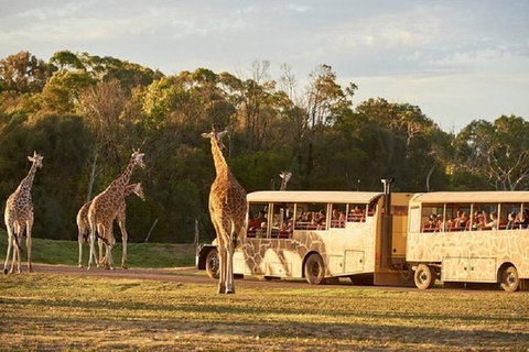 Sunset Safari At Werribee Open Range Zoo - Accommodation Gladstone 0