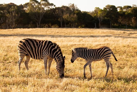 Sunset Safari At Werribee Open Range Zoo - Accommodation Gladstone 4