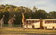 Sunset Safari At Werribee Open Range Zoo - thumb 2