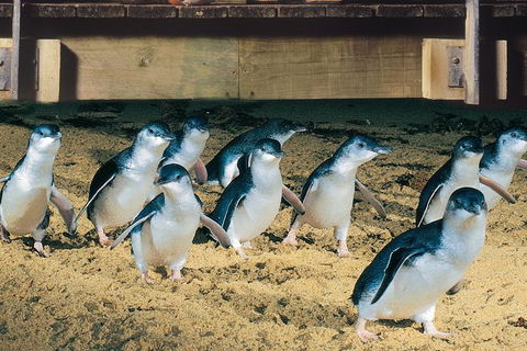 Half Day Phillip Island Penguin Parade PLUS Tour - Accommodation Gladstone 0